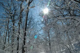 雪，太阳，冷，冻结，户外，森林，树木，冬季