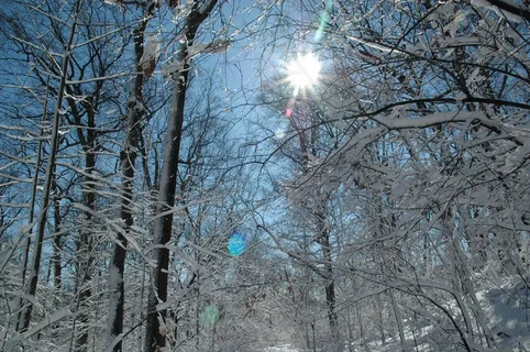 雪,太阳,冷,冻结,户外,森林,树木,冬季 雪,太阳,冷,冻结,户外,森林,树木,冬季