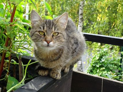 猫，甜，观点，动物，自然，坐