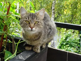 猫，甜，观点，动物，自然，坐