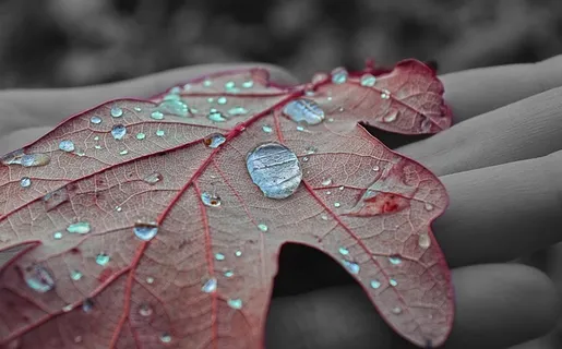 自然，水，水滴，宏观摄影，工作表