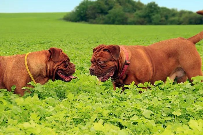 狗，大狗，小狗，小狗，Dogue De Bordeaux
