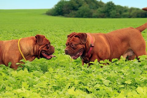 狗，大狗，小狗，小狗，Dogue De Bordeaux