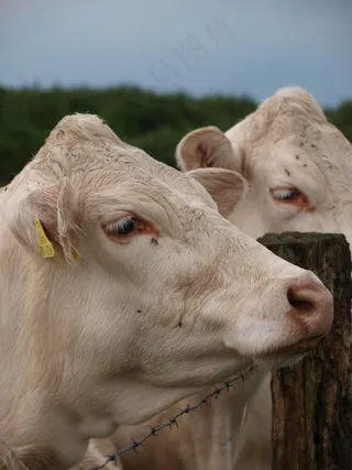 牛，牛奶，草地，农场，农业，牛，动物