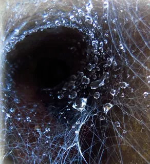 蜘蛛网,蜘蛛,水滴,蛛网,自然 蜘蛛网,蜘蛛,水滴,蛛网,自然
