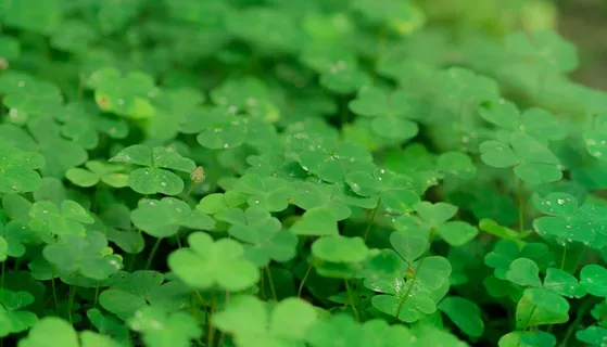 克莱,三叶草,运气,自然,幸运符,植物 克莱,三叶草,运气,自然,幸运符,植物
