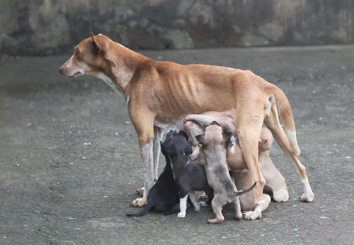 狗妈妈，母爱，狗
