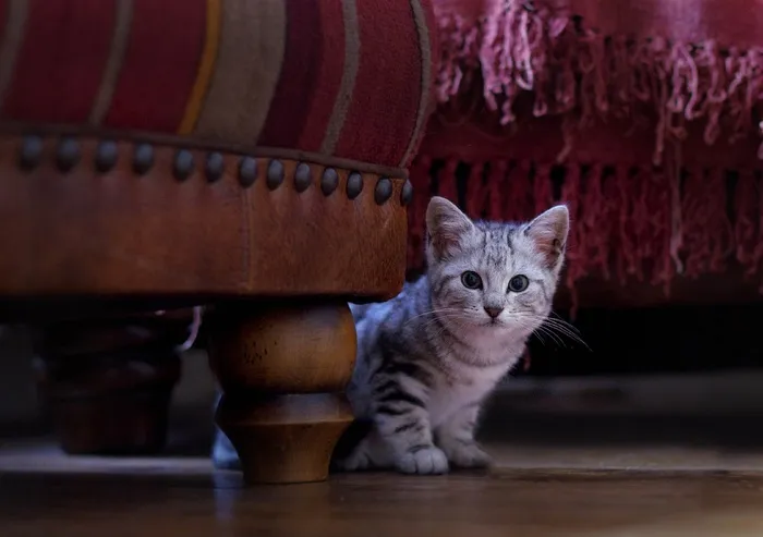 小猫，猫，可爱，动物，小猫，猫的，宠物，家养