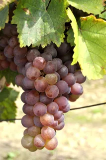 葡萄，葡萄园，酿酒，秋季