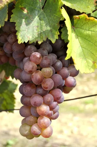 葡萄，葡萄园，酿酒，秋季