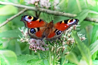 孔雀蝴蝶，Edelfalter，蝴蝶，蝴蝶