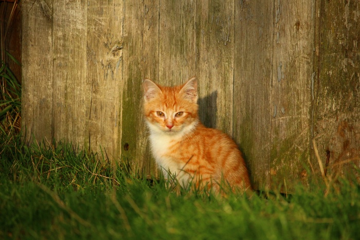 小猫，猫，猫宝宝，红鲭鱼虎斑猫，幼猫