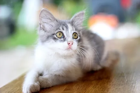 家猫,猫,宠物,宠物猫,家猫,动物 家猫,猫,宠物,宠物猫,家猫,动物