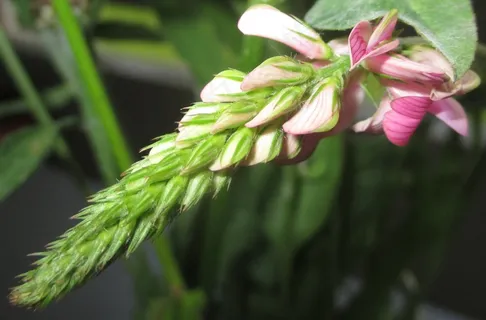 Chuck Sainfoin，尖的花，花，刺参