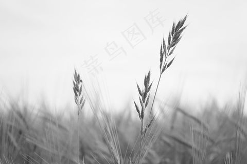 小麦，黑色，白色