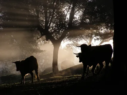 公牛,森林,动物,牛角,自然,牲畜 公牛,森林,动物,牛角,自然,牲畜