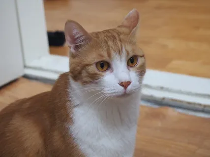 猫，三鹤，黄猫，姜，宠物，动物