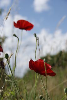 鲜花，大自然，罂粟，Klatschmohn，开花，盛开