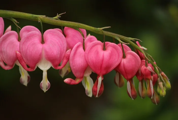 心脏出血，Lamprocapnos Spectabilis，粉红色的花朵