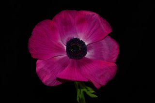 花，粉红色，紫红色，性质，美女，美丽