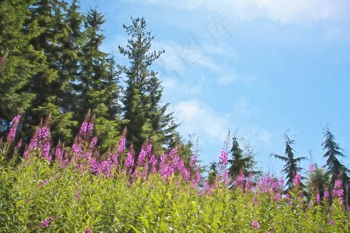 紫色的花，夏天，自然，春天，花的，紫色