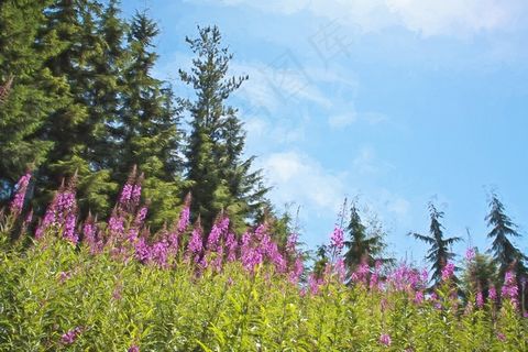 紫色的花，夏天，自然，春天，花的，紫色