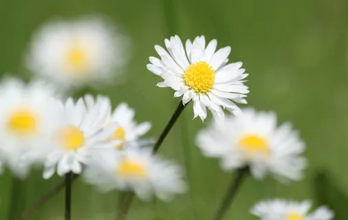 雏菊,鲜花,自然,花,植物,颜色,关闭 雏菊,鲜花,自然,花,植物,颜色,关闭