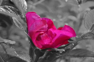 芙蓉花，开花，锦葵，花，粉红色