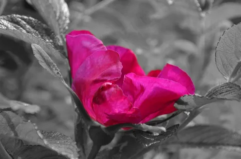 芙蓉花,开花,锦葵,花,粉红色 芙蓉花,开花,锦葵,花,粉红色