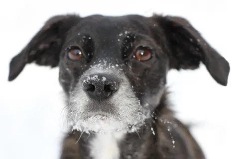 狗,肖像,黑色,雪,脸,鼻子,播放,可爱 狗,肖像,黑色,雪,脸,鼻子,播放,可爱