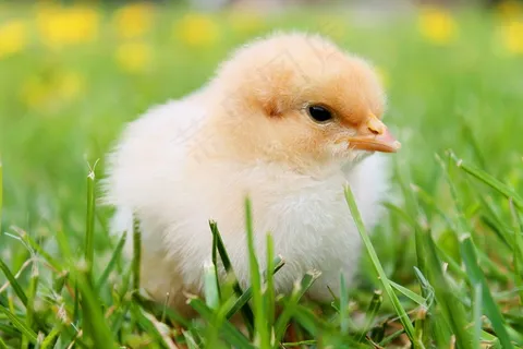 肉用鸡,小鸡,鸡苗,鸟类,花卉,春季鸡在草地上