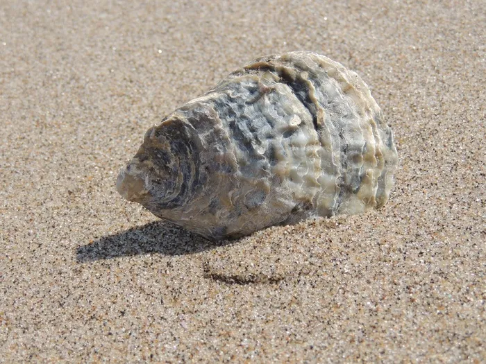 贝壳，海，贝壳，海滩，海洋，沙，假期