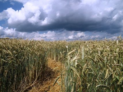 玉米田，离，天空，云团，场，谷物，夏天