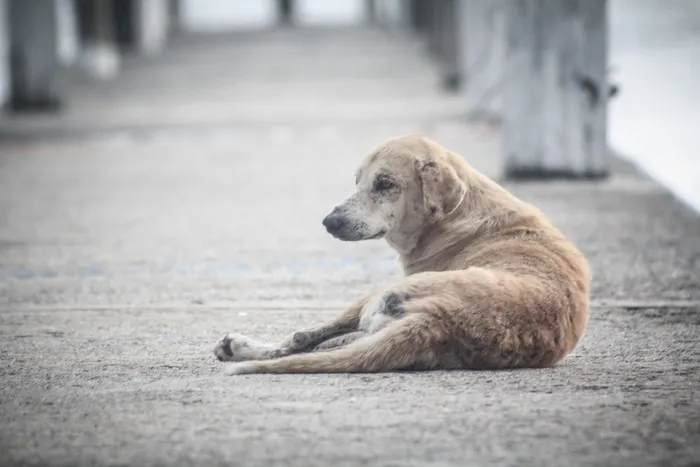 狗，佩罗，街，动物，宠物，水平，犬