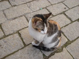 猫，动物，猫的，家畜