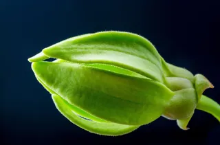 开花，开花，花，黄色，关闭