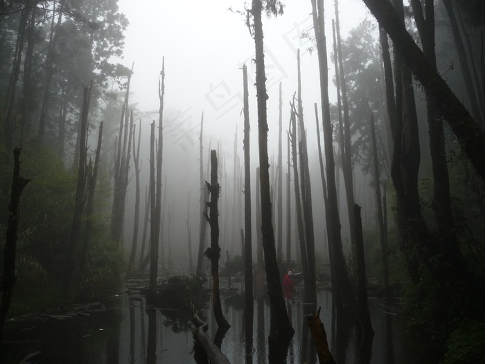 林地，枯木，池塘，雾