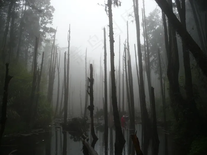 林地，枯木，池塘，雾