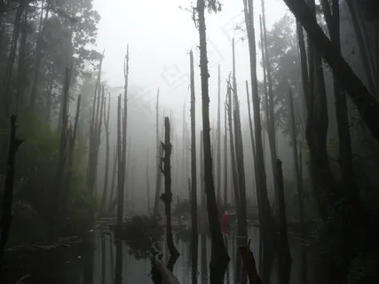 林地，枯木，池塘，雾