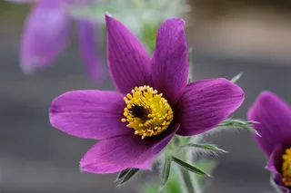 花，自然草甸，花园，自然，植物，植物