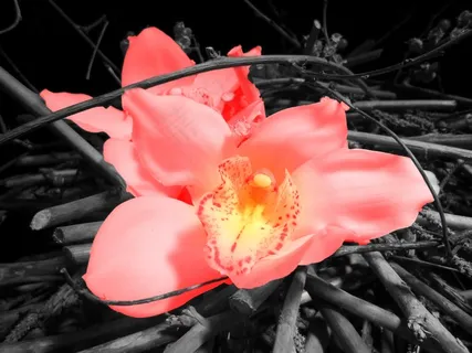 花，野花，自然，花的，植物，自然