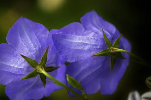 蓝色,绿色,花,自然,花的,植物,自然 蓝色,绿色,花,自然,花的,植物,自然