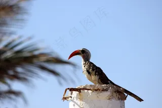 鸟，鸟嘴，异国情调，动物，自然