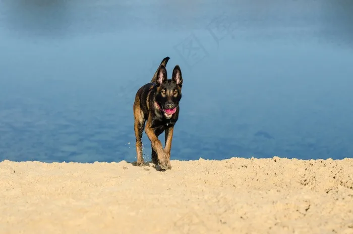玛利诺犬，比利时牧羊犬，海滩，水