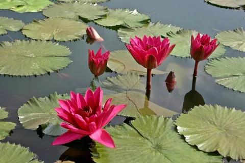 睡莲，玫瑰，花，开花，叶子，池塘