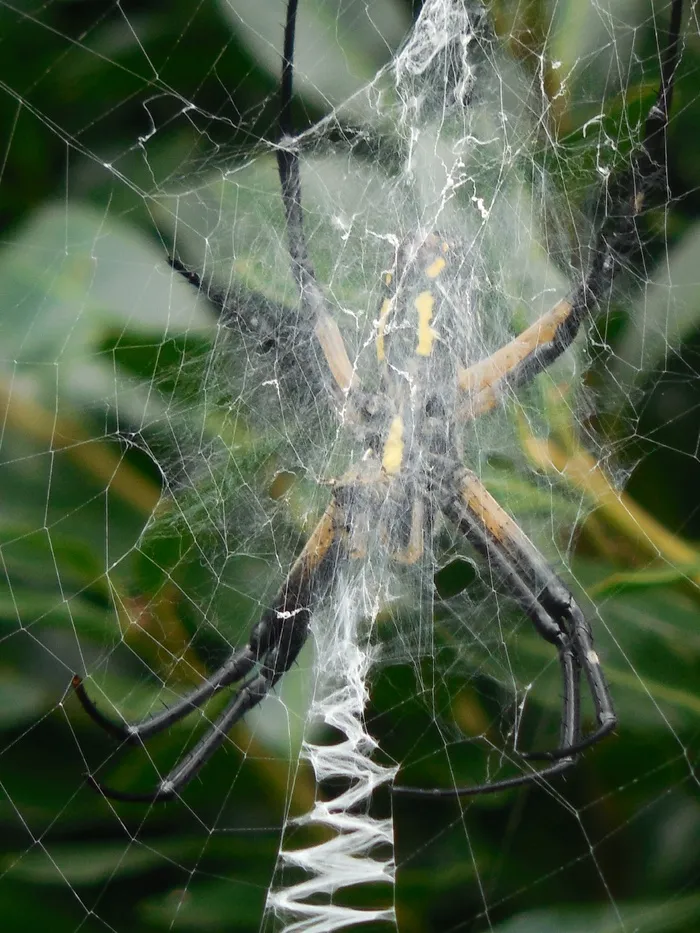 蜘蛛，Web，自然，净，昆虫，设计，动物