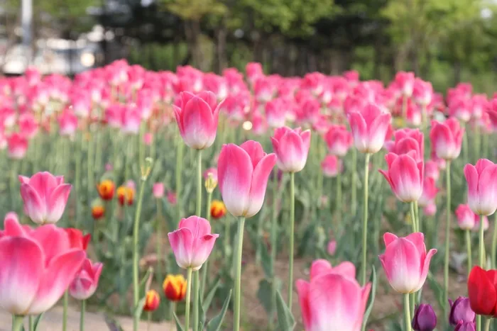郁金香，粉红色，花，开花，场，新鲜，花的