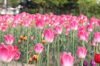 郁金香，粉红色，花，开花，场，新鲜，花的
