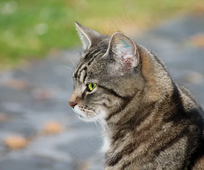 猫，宠物，牲畜，模型，昂贵，毛皮动物