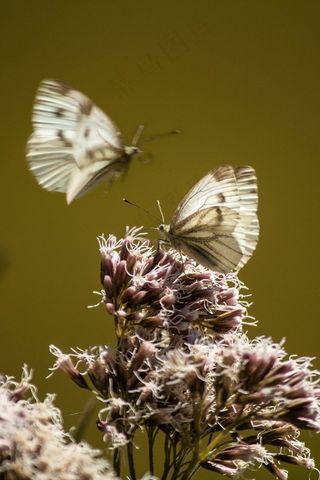 小白菜，白玲，蝴蝶，亲密，昆虫